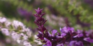 Iarba-tantarilor (Agastache cana), planta aromatica ce alunga tantarii