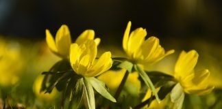 Iernita (Eranthis hyemalis), planta ornamentala si otravitoare