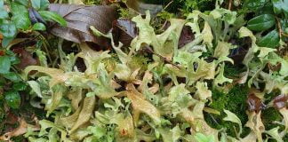 Lichenul de Islanda (Cetraria islandica) vindeca tusea si afectiunile respiratorii