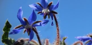 Limba-mielului (Borago officinalis), planta medicinala si aromatica