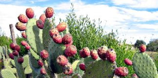 Limba-soacrei (Opuntia ficus-indica), un cactus cu proprietati vindecatoare