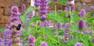 Menta-coreeana (Agastache rugosa), planta medicinala cu aroma de menta