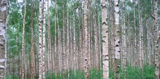 Mesteacanul (Betula pendula) are aplicatii in fitoterapie