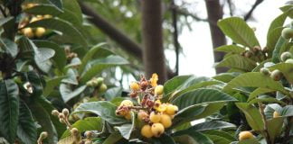 Mosmonul-de-lana (Eriobotrya japonica), arbore cu fructe subtropicale