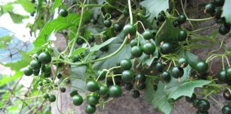 Mutatoarea - Planta folosita in homeopatie