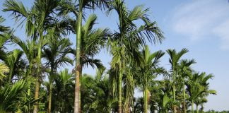 Palmierul Areca (Areca catechu), semintele provoaca stari euforice