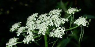 Patrunjelul-cainelui (Aethusa cynapium), planta otravitoare