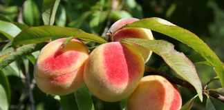 Piersica, un fruct gustos bogat in vitamine si minerale