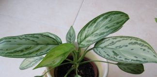 Planta-chinezeasca (Aglaonema commutatum), planta otravitoare de apartament