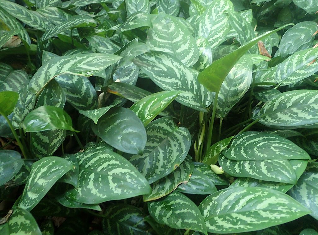 Planta-chinezeasca
