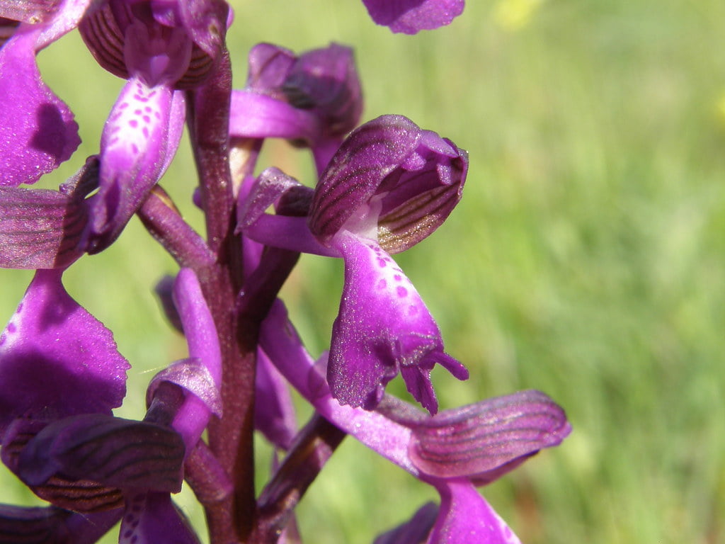 Plante medicinale, Untul-vacii (Orchis morio)