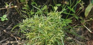 Plante medicinale – Ciufa (Cyperus esculentus)