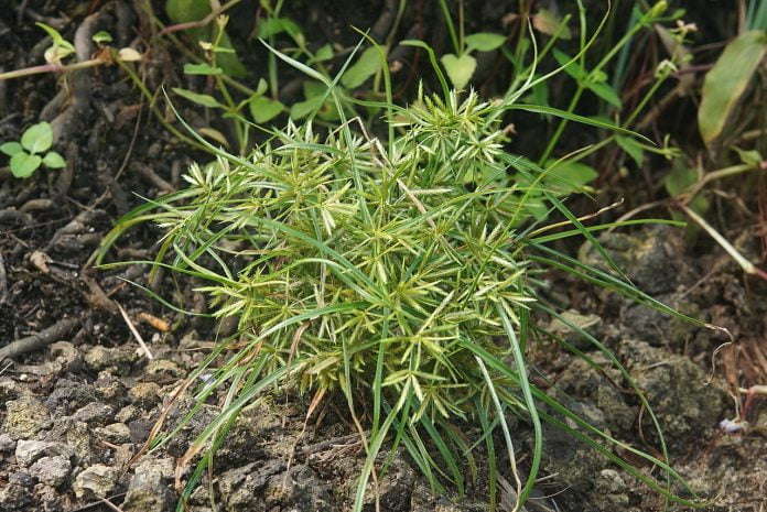 Plante medicinale – Ciufa (Cyperus esculentus) Plante medicinale – Ciufa (Cyperus esculentus)
