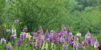 Plante medicinale – Rehmania glutinosa (Rehmannia glutinosa)