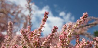 Plante medicinale – Tamariscul (Tamarix gallica)