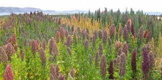 Quinoa (Chenopodium quinoa), planta din America de Sud