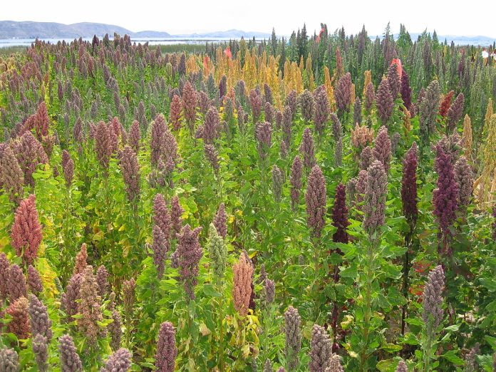 Quinoa (Chenopodium quinoa), planta din America de Sud Quinoa (Chenopodium quinoa), planta din America de Sud