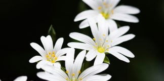 Rocoina (Stellaria media), planta medicinala