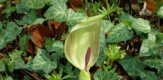Rodul-pamantului (Arum maculatum), planta otravitoare folosita in homeopatie
