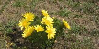 Ruscuta-de-primavara (Adonis vernalis), planta medicinala