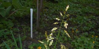 Scarda-odorata (Hierochloe odorata), planta medicinala