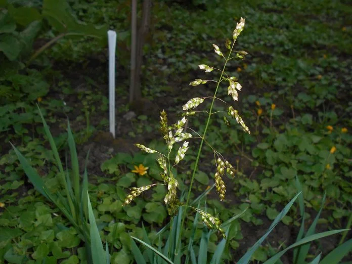 Scarda-odorata (Hierochloe odorata), planta medicinala Scarda-odorata (Hierochloe odorata), planta medicinala