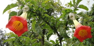 Trompeta-ingerului (Brugmansia sanguinea), planta ornamentala si medicinala