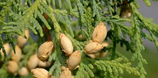 Tuia (Thuja occidentalis) si Chiparosul-lucios-Hinoki (Chamaecyparis obtusa)