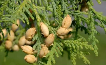 Tuia (Thuja occidentalis) si Chiparosul-lucios-Hinoki (Chamaecyparis obtusa)