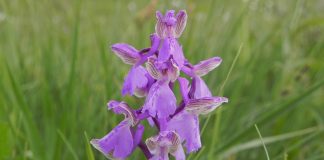 Plante medicinale, Untul-vacii (Orchis morio) Untul-vacii