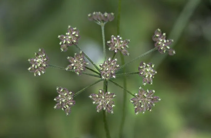 Urechea-iepurelui (Bupleurum chinense), planta folosita in afectiunile tractului gastro-intestinal Urechea-iepurelui (Bupleurum chinense), planta folosita in afectiunile tractului gastro-intestinal