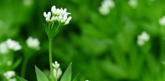 Vinarita (Galium odoratum), planta colectata in scop culinar si medical