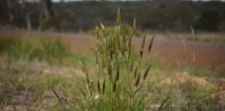 Vitelarul (Anthoxanthum odoratum), planta medicinala si furajera