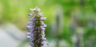 Urzica-parfumata (Agastache foeniculum) sau urzica-de-anaso