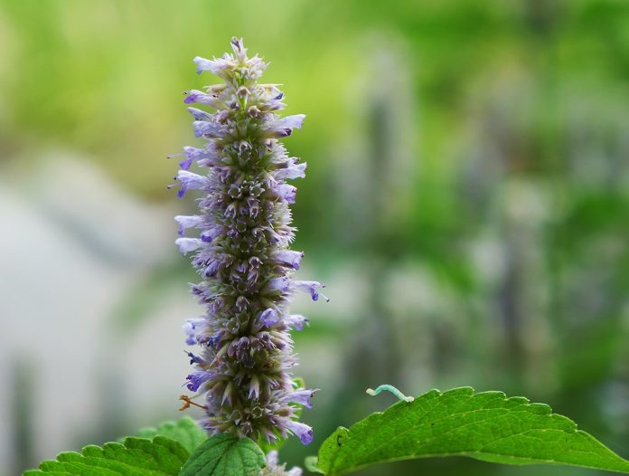 Urzica-parfumata (Agastache foeniculum) sau urzica-de-anaso Urzica-parfumata (Agastache foeniculum) sau urzica-de-anaso