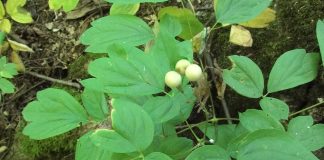 Afinul-indian (Caulophyllum thalictroides) sau radacina-femeii