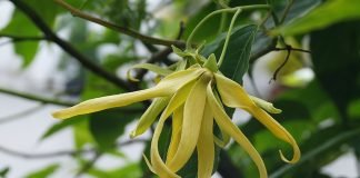 Arborele Ylang-ylang (Cananga odorata) si uleiul esential Ylang-ylang