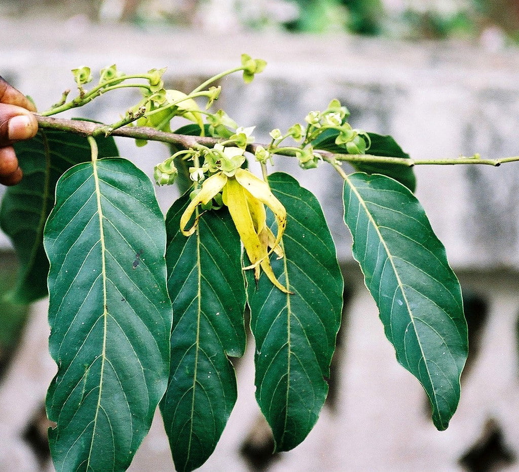 Arborele Ylang-ylang