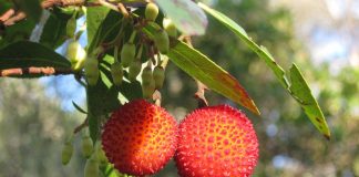 Arbustul de capsun (Arbutus unedo)
