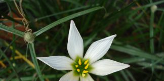 Balusca (Ornithogalum umbellatum), planta numita steaua din Betleem