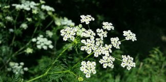 Baraboiul-bulbos (Chaerophyllum bulbosum), planta cu radacina comestibila