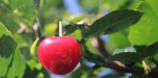 Beneficiile consumului de visine pentru sanatate