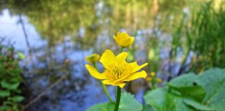 Calcea-calului (Caltha palustris), planta medicinala