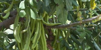 Carobul (Ceratonia siliqua) sau cornul-caprei