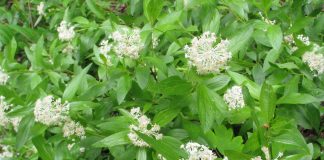 Ceaiul-de-New-Jersey (Ceanothus americanus) scade febra