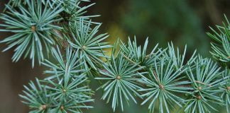 Cedrul-albastru (Cedrus atlantica) - Uleiul esential de cedru-albastru