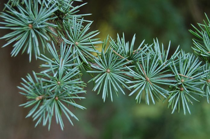 Cedrul-albastru (Cedrus atlantica) - Uleiul esential de cedru-albastru Cedrul-albastru (Cedrus atlantica) - Uleiul esential de cedru-albastru