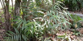 Grauntele-paradisului (Aframomum melegueta), planta cu seminte aromate