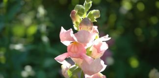 Gura-leului (Antirrhinum majus), planta medicinala si de ornament