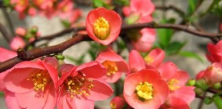 Gutuiul chinezesc (Chaenomeles speciosa) si importanta fructelor sale pentru sanatate